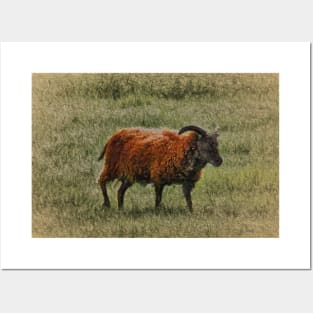 Soay Sheep Posters and Art